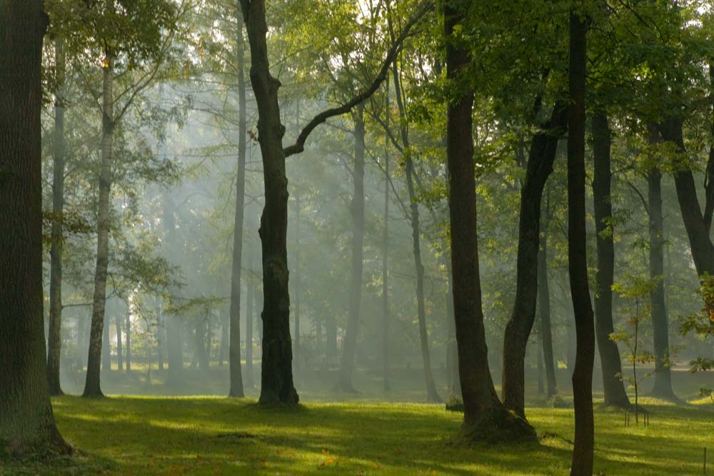 Уходящее лето Петергофф, лучи, парк, лето, покой