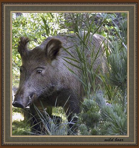 wild boar кабан