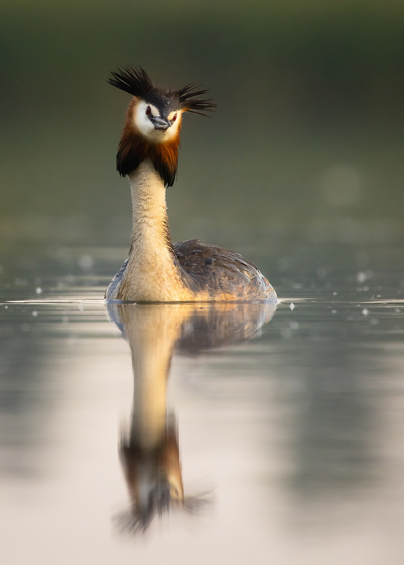 Great crested grebe 