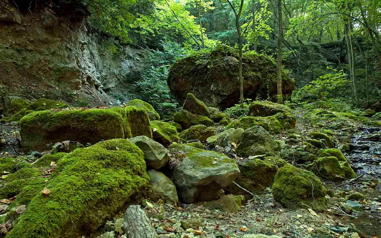 Камяная река. лес валуны