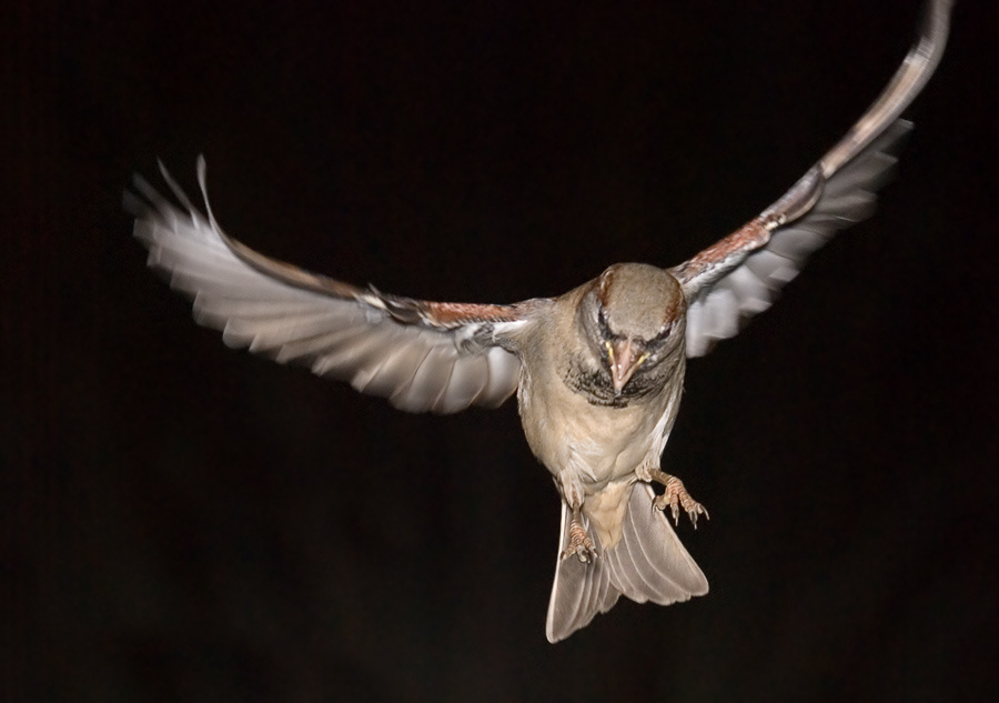 Смотрящий Домовый воробей, House Sparrow, Passer domesticus, полет, смотрящий