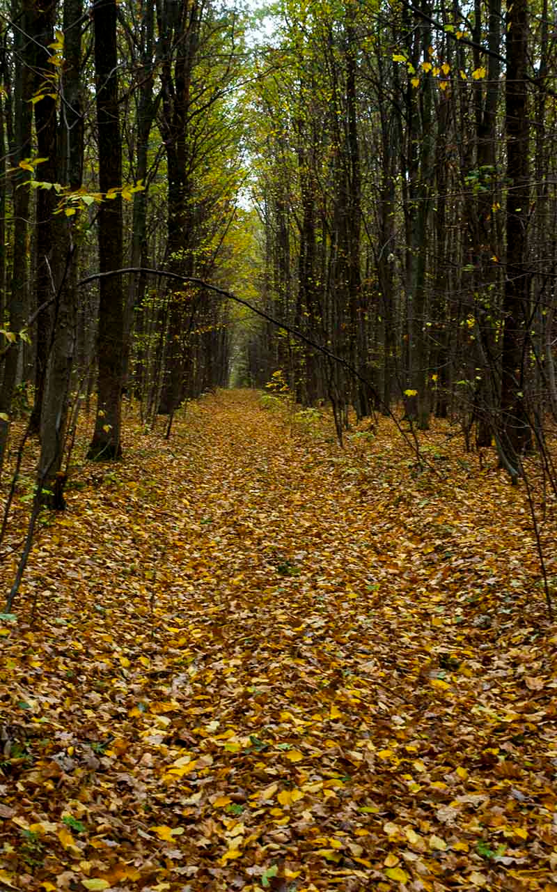 Дорога в осень. осень лес