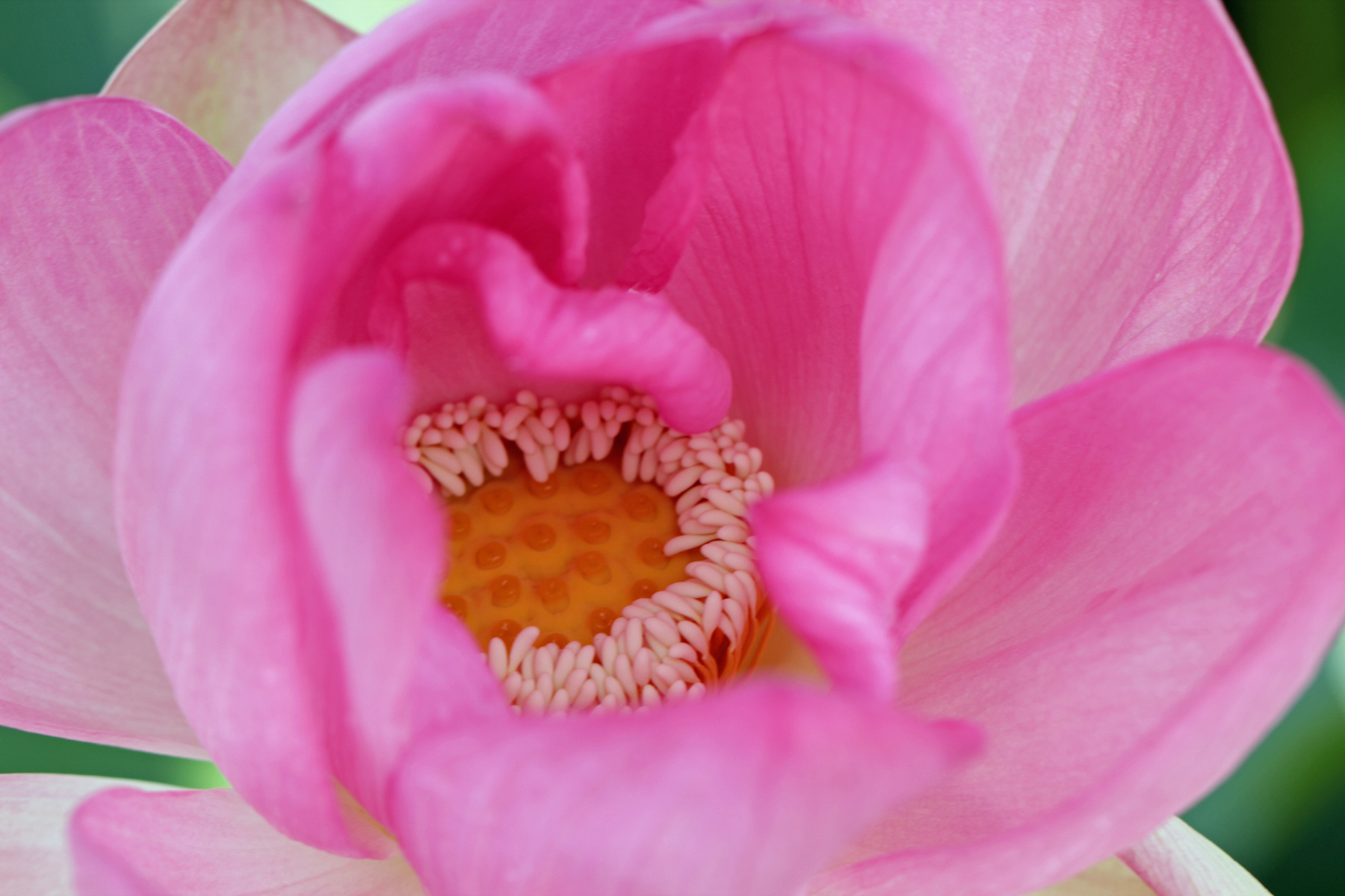 Nelumbo Caspico лотос, Каспий, Астрахань, Волга, цветок