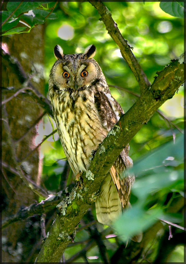 Ушастый и глазастый Ушастая сова Long-eared Owl Asio otus