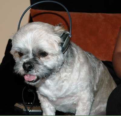 Music Dog 