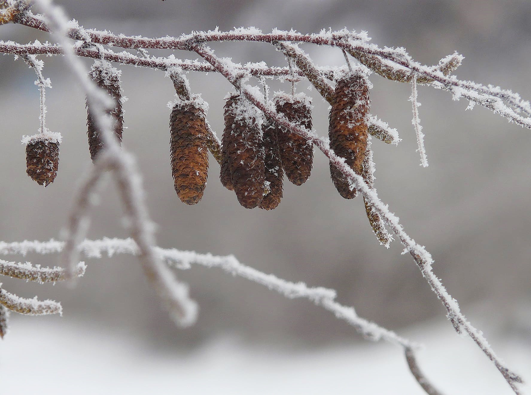 ***	 Ciao hiver , Sorry .. 