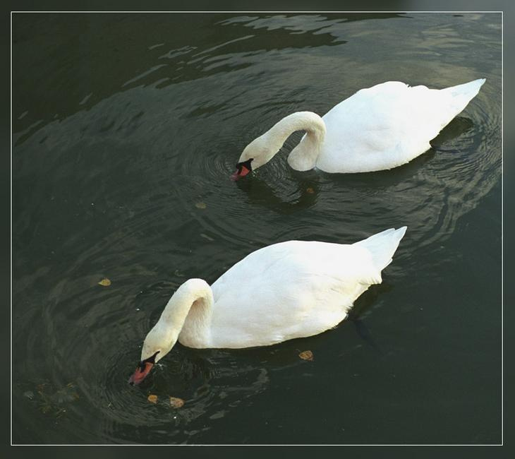 Синхронное плавание Лебеди swans syncro swim