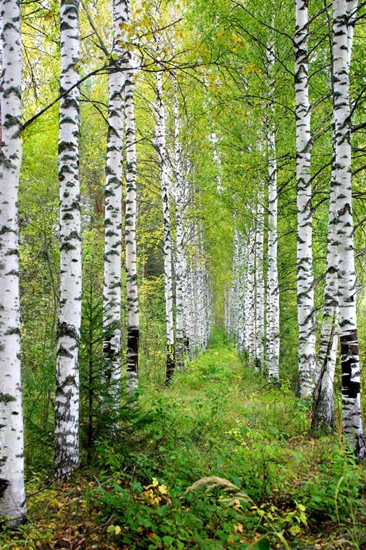 Берёзки Берёзы