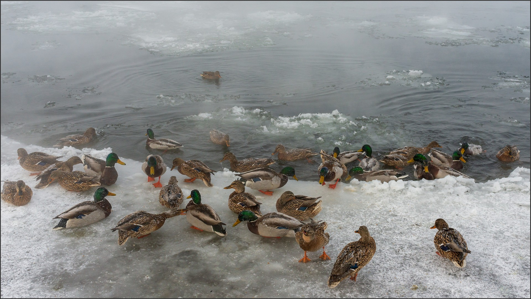 Утки в городе ... Енисей холод Красноярск