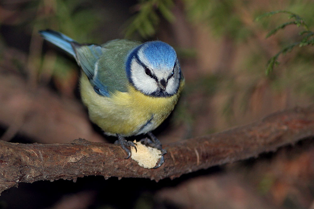 В туях лазоревка Parus caeruleus