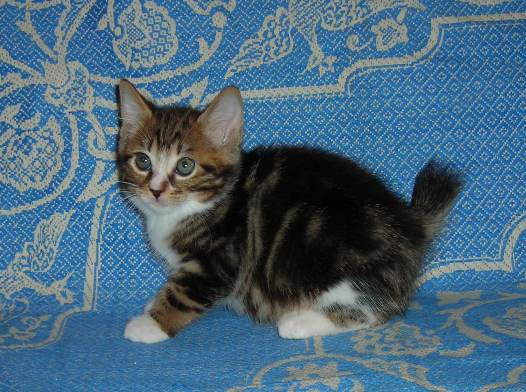 котик 