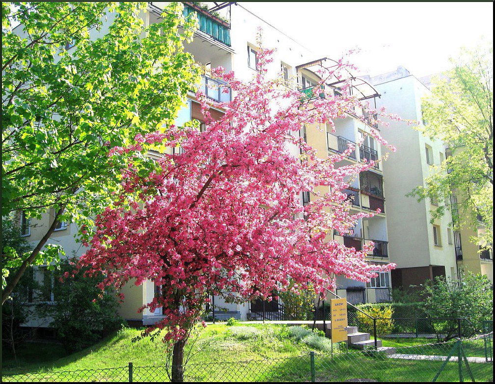 Май 1 