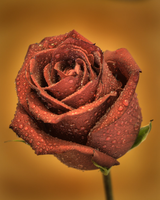 *** роза цветы природа hdr