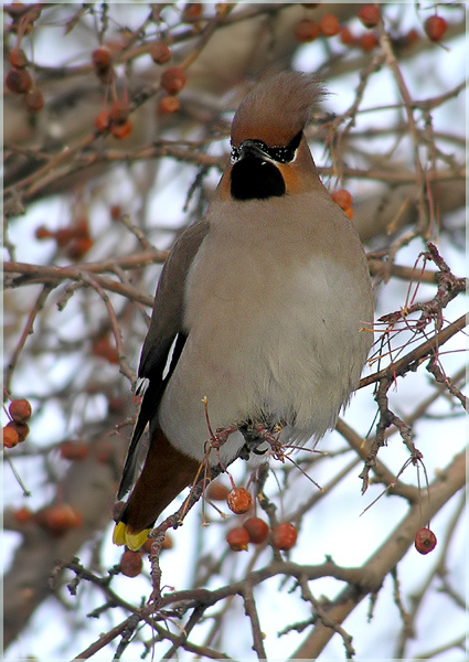 Петушок Свиристель waxwing
