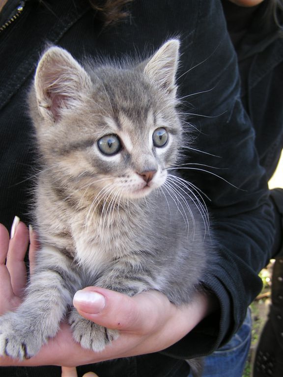 Дымок Котенок, глаза, дымок
