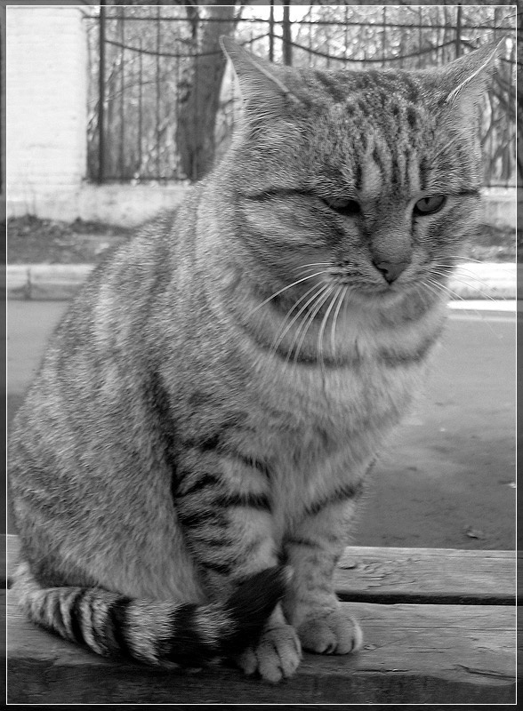 Хозяин улиц кот улица хозяин