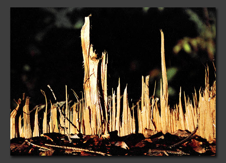 The histogram of the nature 