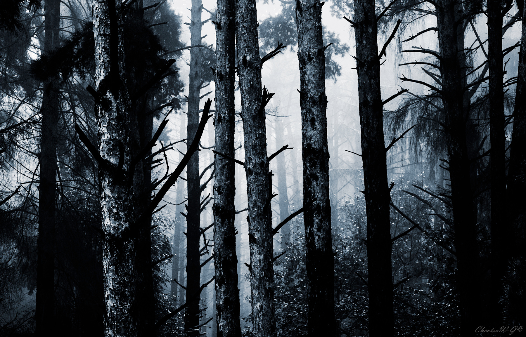 Mist forest туман лес утро природа деревья черно-белое