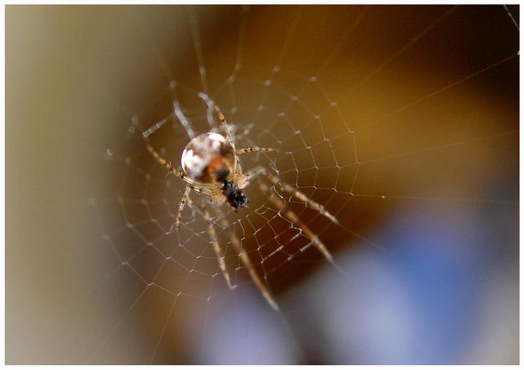 Spider паук