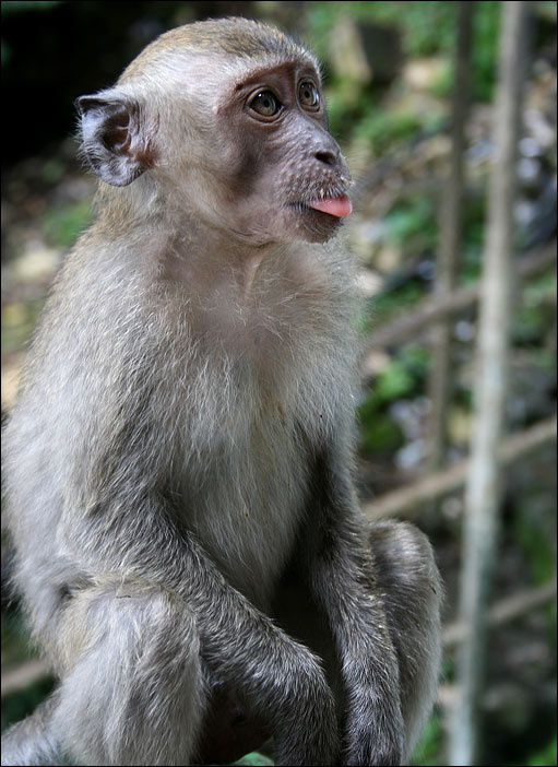 Вот так вам всем!! обезьяна monkey batu caves malasia kl
