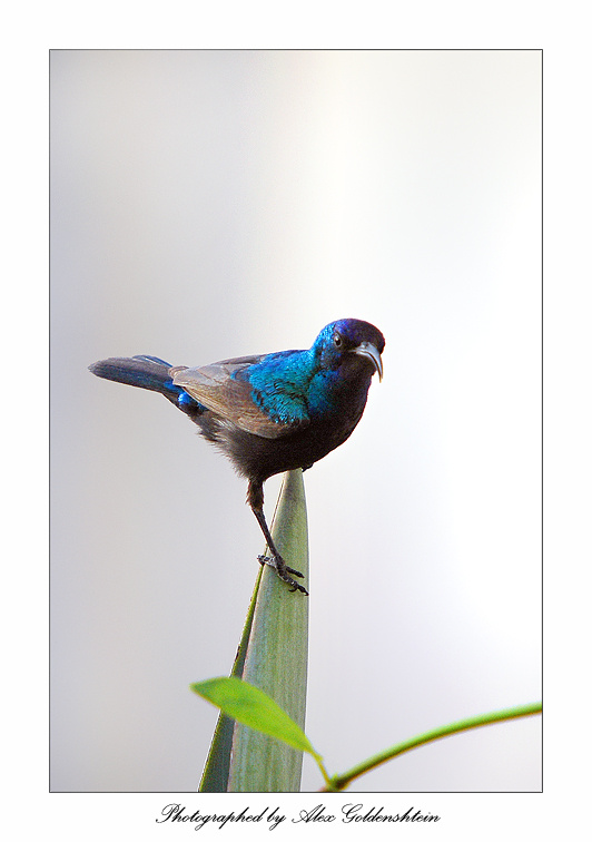 Palestine Sunbird (Nectarinia osea). палестинская, нектарница самец.