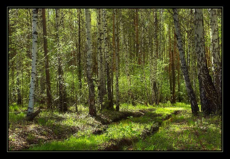Весенний лес 