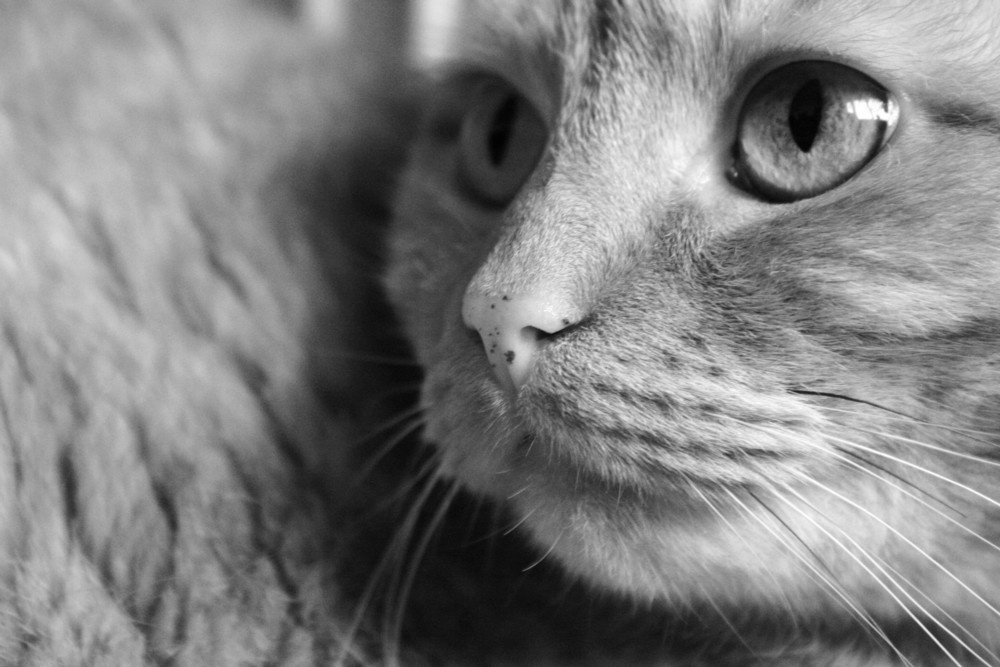 Cat кот чб рыжий рыжик