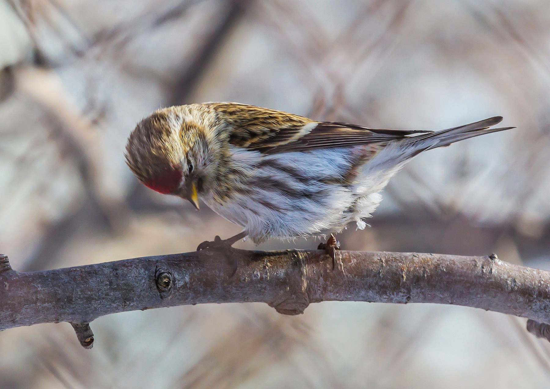 Красавчик. Южный Урал Миасс зима природа птицы