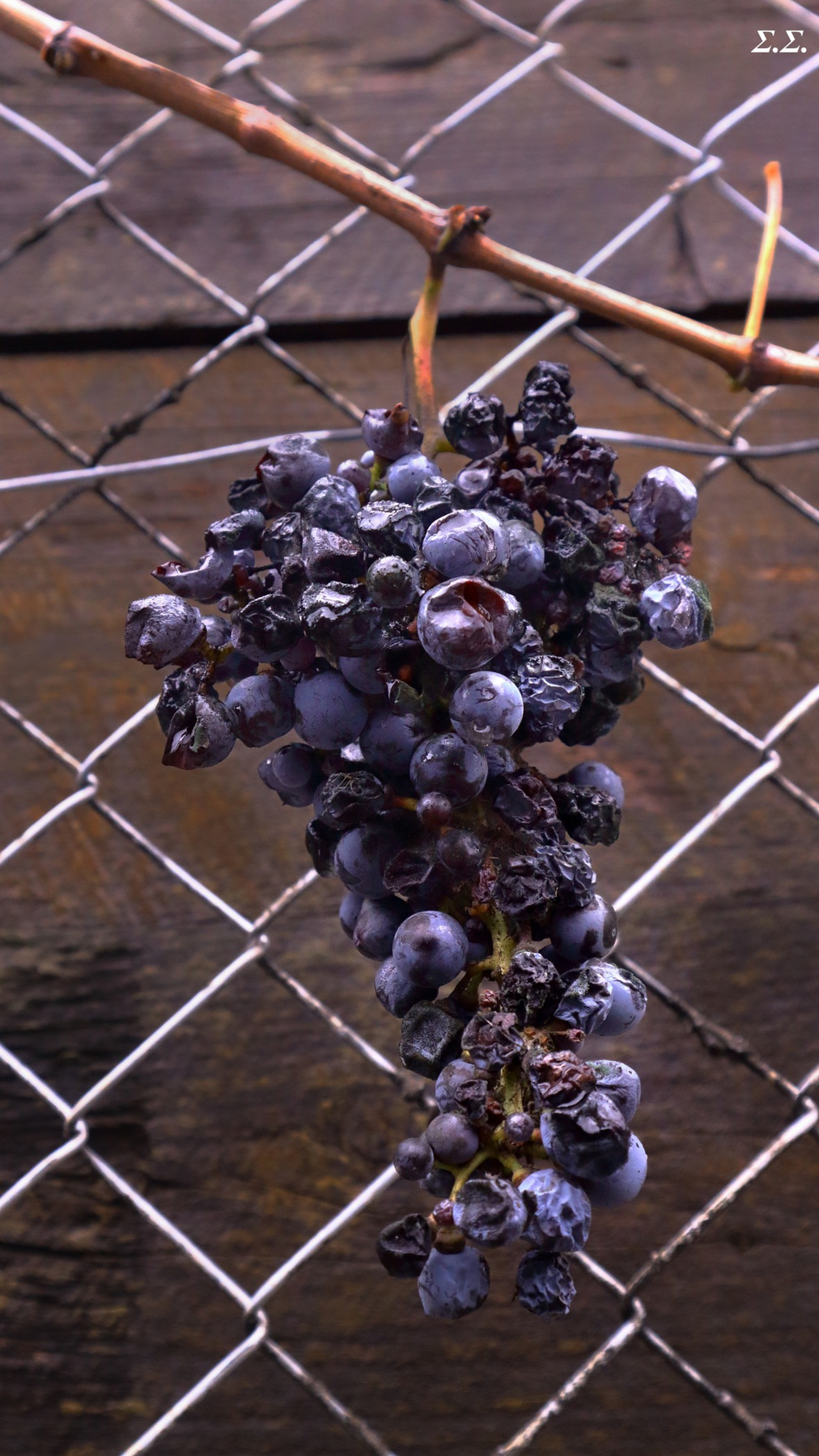 UNTOUCHED PRODUCE 2024 