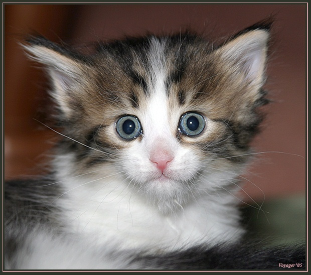 Ищу хозяев!!! Кот, котенок, кошачьи глаза