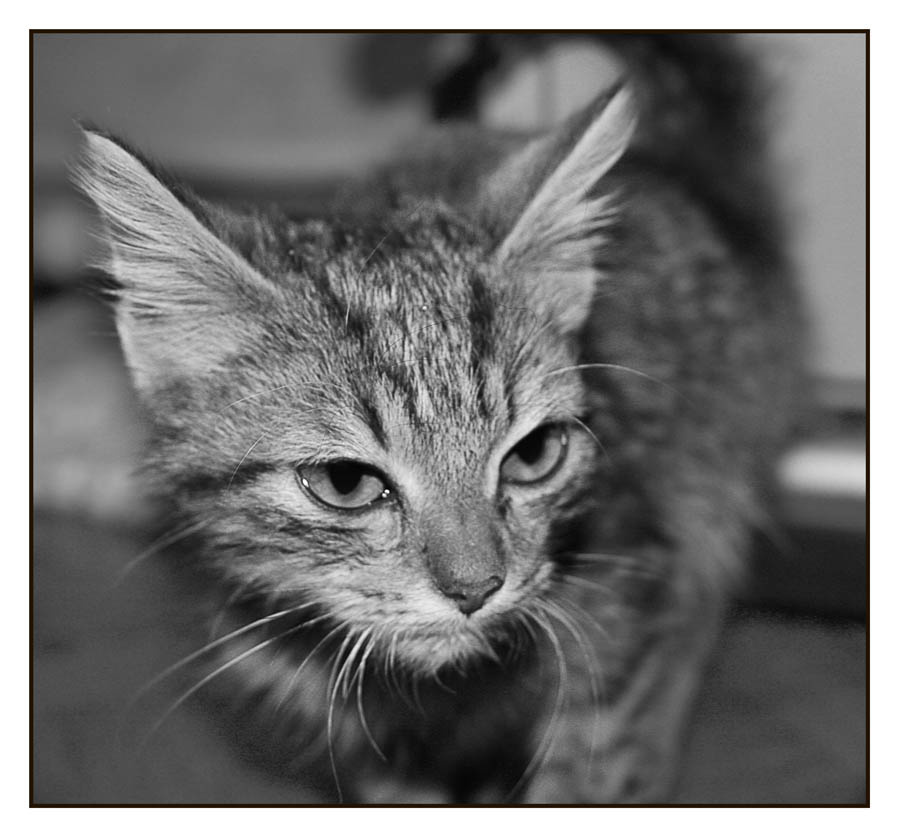 Полосатик Киса, котенок, домашнее животное, кот