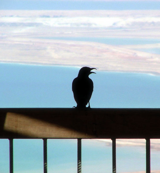 Psychka Bird, Dead sea, Nature