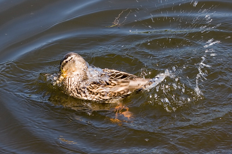 Водные процедуры 