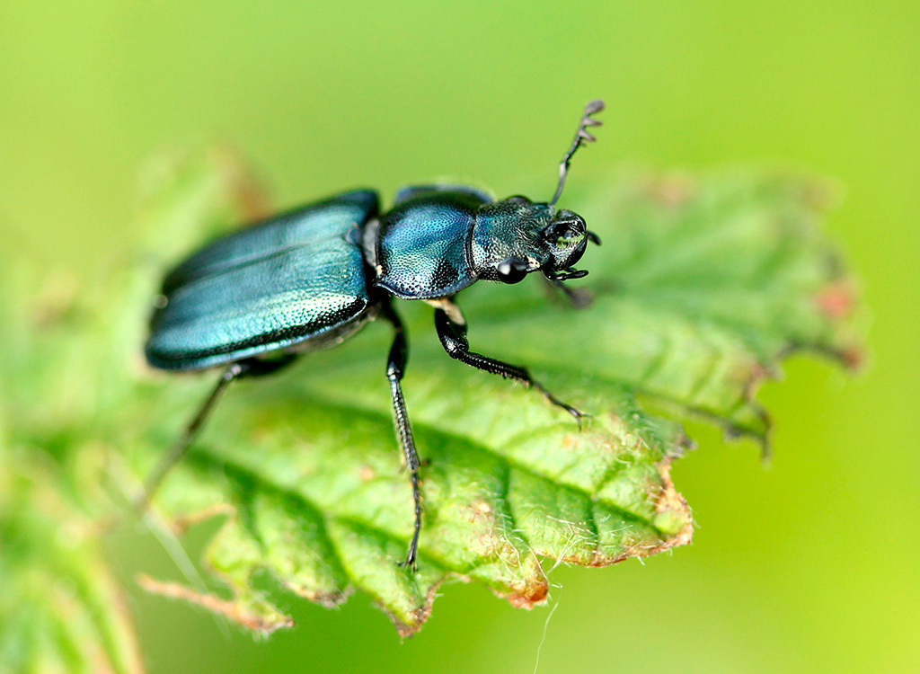 Рогачик Жужелицевидный, Platycerus caraboides Жук природа Рогачик Жужелицевидный Platycerus caraboides июнь Владимирская область