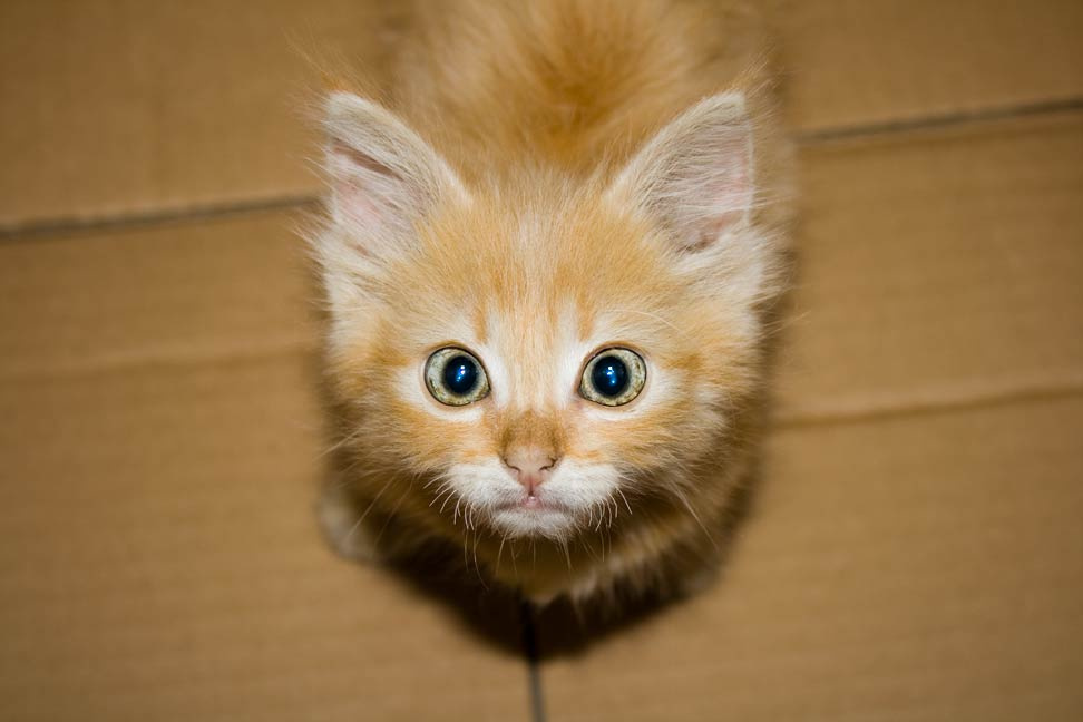 cat Котенок глаза