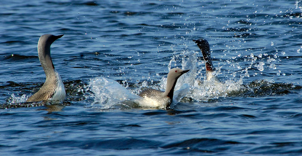 Большой плюх Краснозобая гагара, Gavia stellata, Red-throated Loon, Tobseda, Barents Sea, Arctic