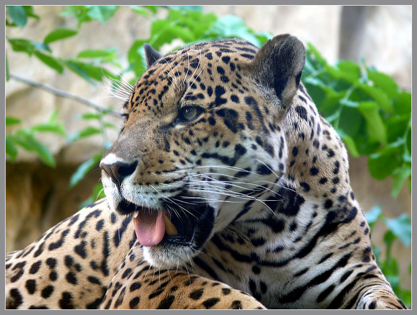 Благодушное настроение Ягуар, Panthera onca, Московский зоопарк