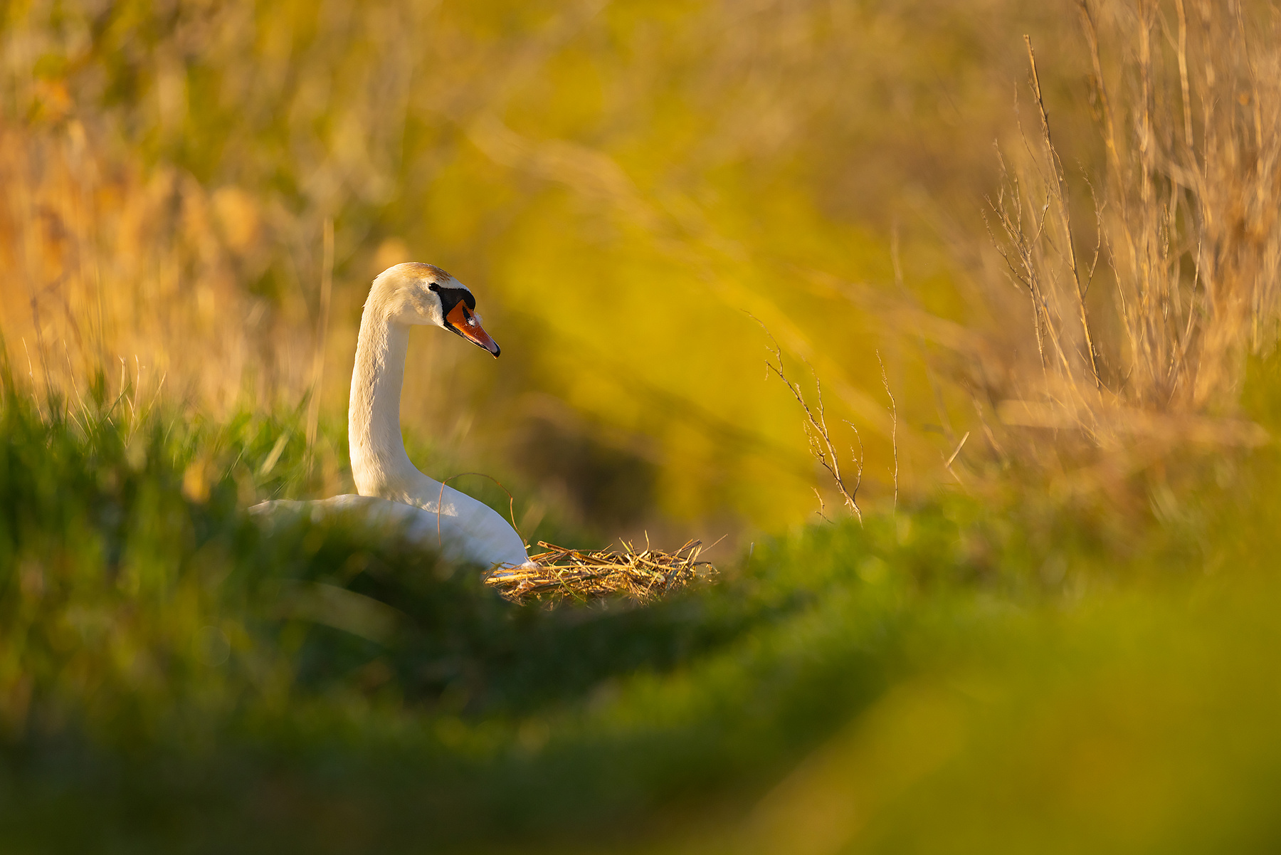 Nesting swan 