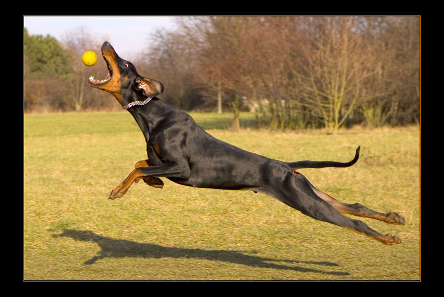 Flying dog 