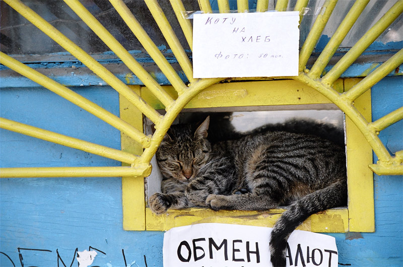 Коту на хлеб... 