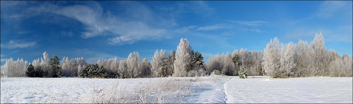Ясным днём лес изморозь