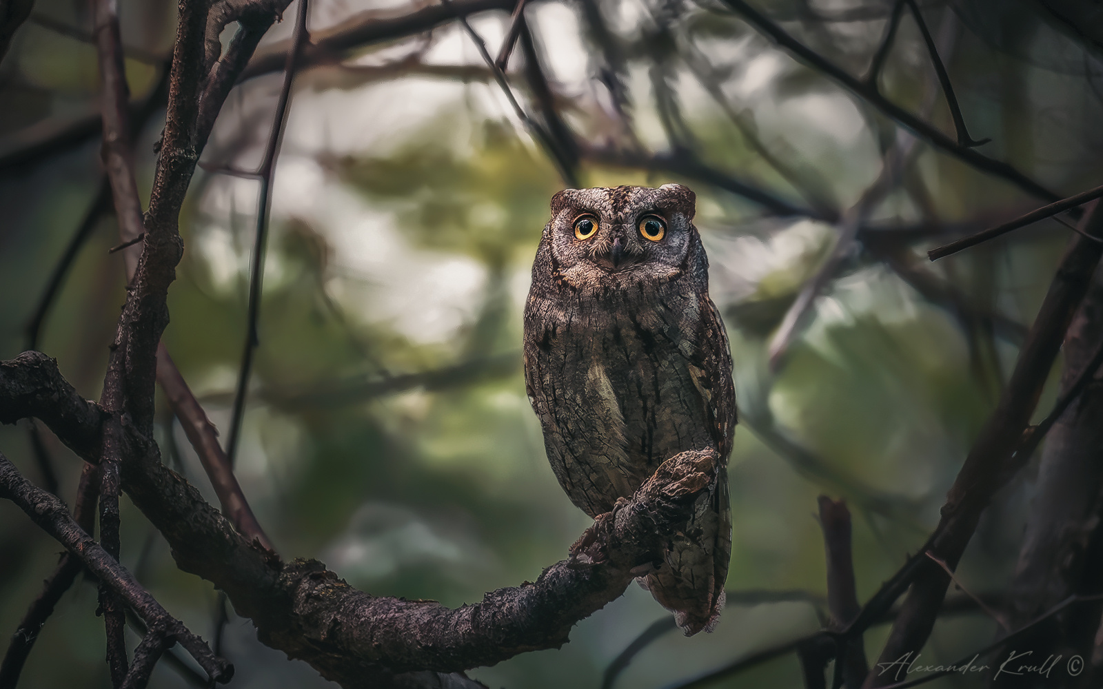 В сумраке леса сплюшка сова otus scops