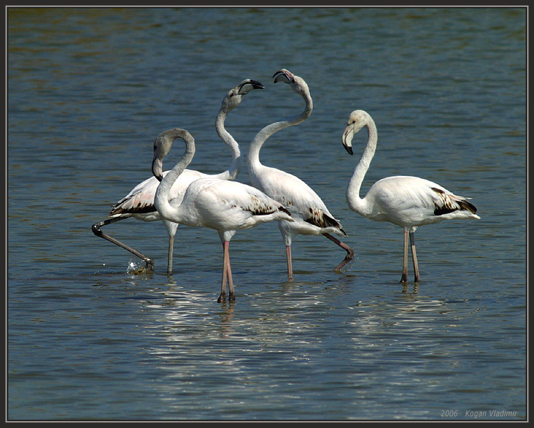 Grace by Flamingo Flamingo