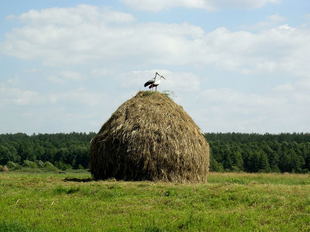 любовь и аисты аист стог сено