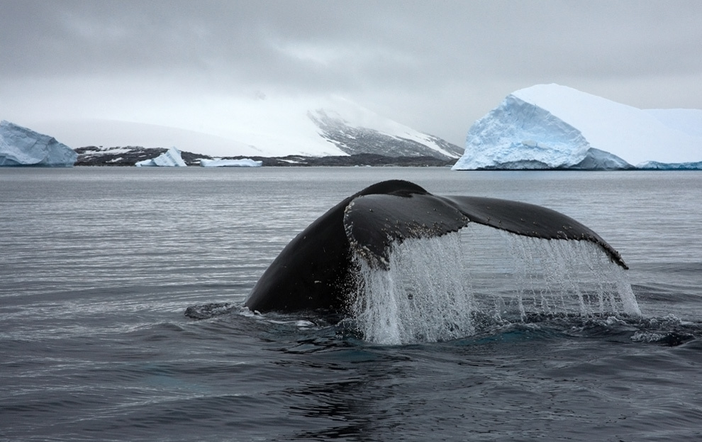 Photowhaling 5 Photowhaling 5