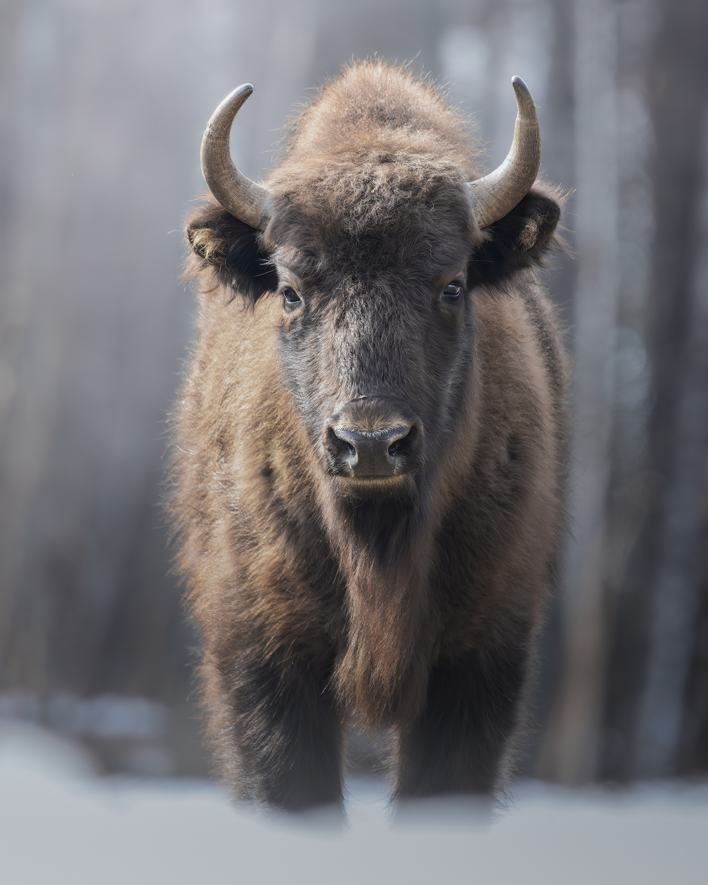 Европейский зубр (Bison bonasus) 