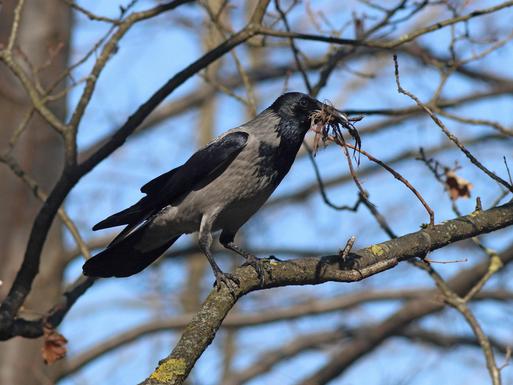 Весенние хлопоты Серая ворона Corvus cornix Hooded crow