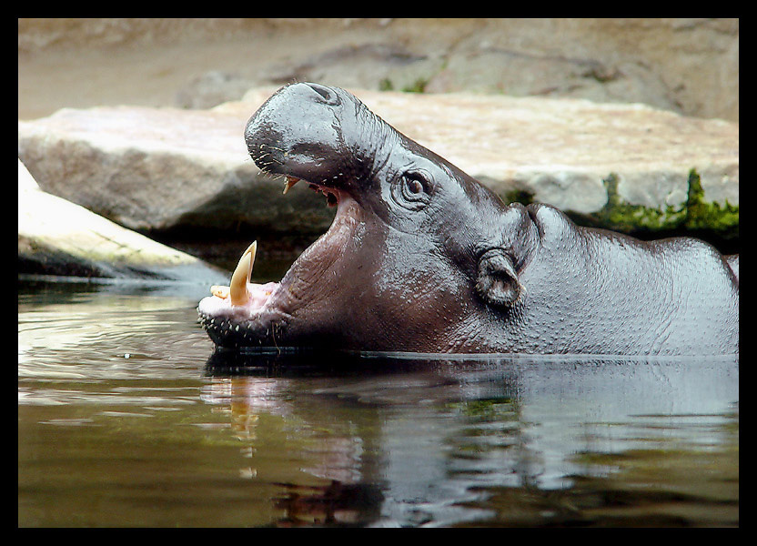 На приеме у стоматолога :) Берлин Зоопарк Berlin Zoo Бегемот Hyppo Стоматологи :)
