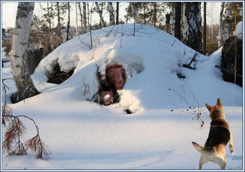 Ну погоди!... берлога, медведь, собака