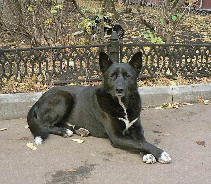 ANUBIS пёс ANUBIS осень